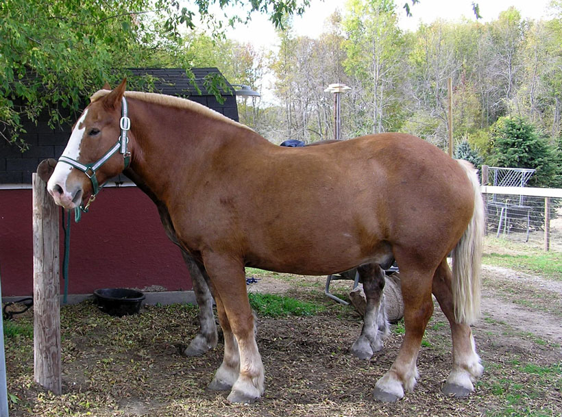 A Horse
