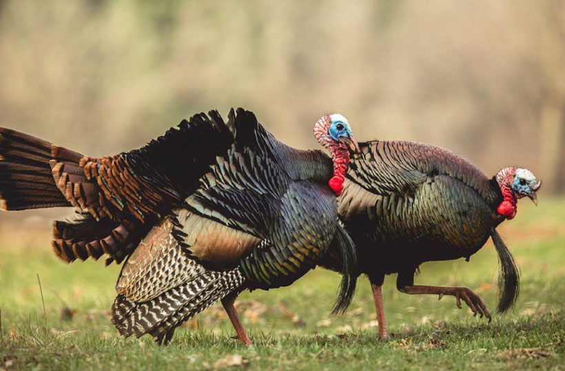 10 Eastern Wild Turkey