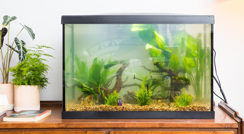 Fish Tank
