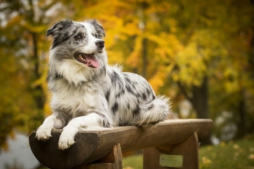 Five Dogs (Common Medium-Sized Breeds)