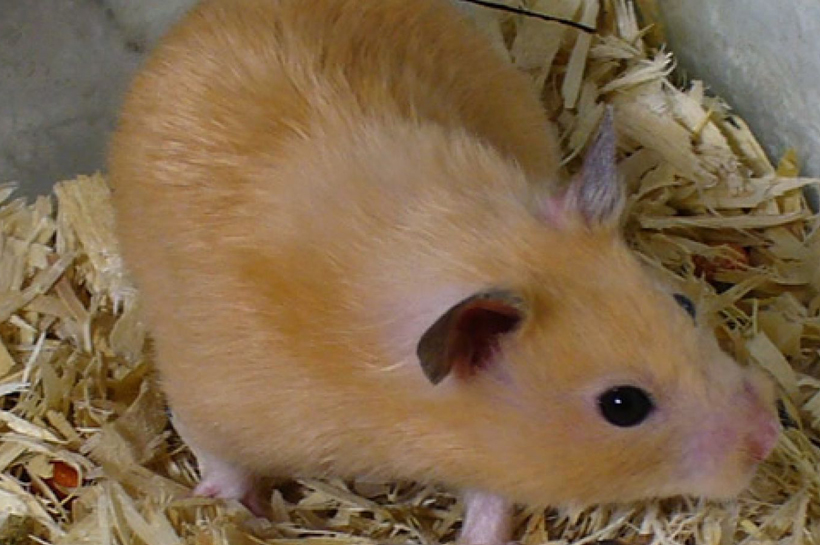 An Adult Syrian Hamster