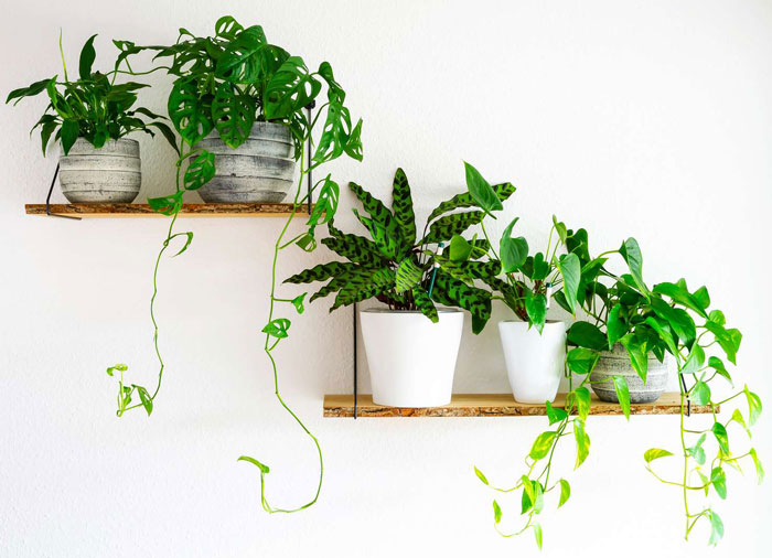 Decorative Indoor Plants