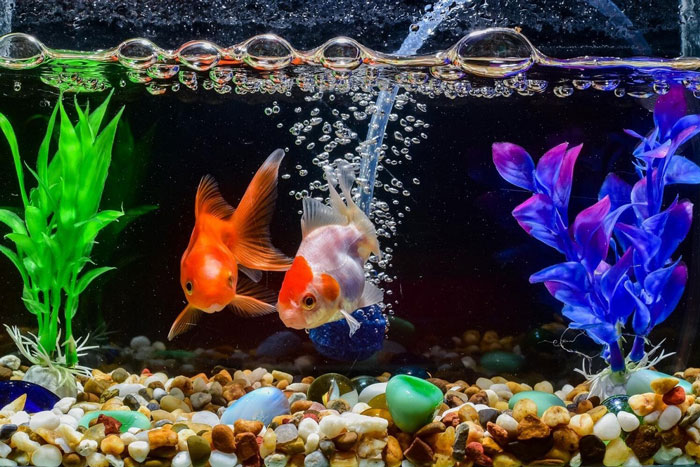 Fish Tank