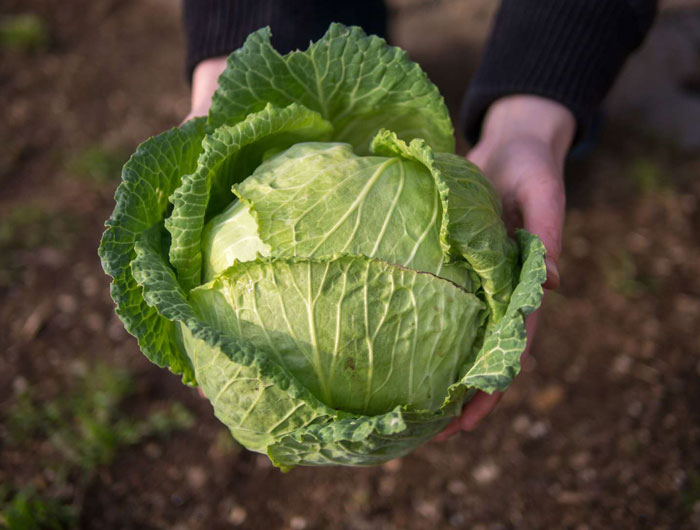 A Cabbage