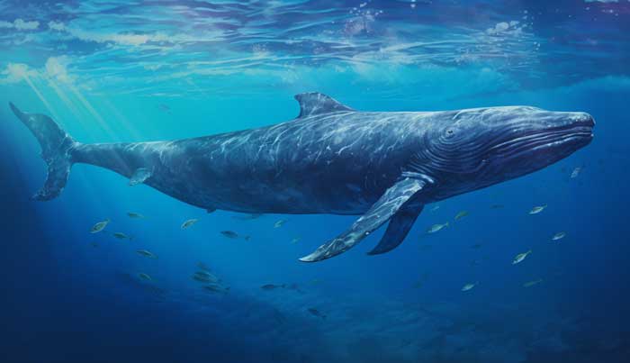 Blue Whale